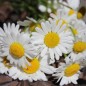 Preview: Wiesenmargerite (Samen)