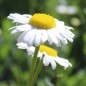 Preview: Wiesenmargerite (Samen)