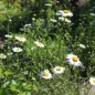Preview: Wiesenmargerite (Samen)