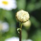 Preview: Wiesenmargerite (Samen)