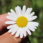 Preview: Wiesenmargerite (Samen)