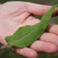 Preview: Wiesensalbei blau (Samen)