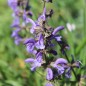 Preview: Wiesensalbei blau (Samen)
