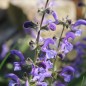 Preview: Wiesensalbei blau (Samen)