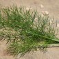 Preview: Wilder Fenchel Typ Calabrien (Samen)