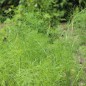 Preview: Wilder Fenchel Typ Calabrien (Samen)