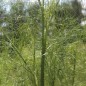 Preview: Wilder Fenchel Typ Österreich (Samen)