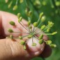 Preview: Wilder Fenchel Typ Österreich (Samen)