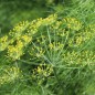 Preview: Wilder Fenchel Typ Österreich (Samen)