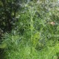 Preview: Wilder Fenchel Typ Österreich (Samen)