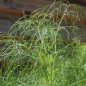 Preview: Wilder Fenchel Typ Österreich (Samen)