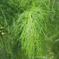 Preview: Wilder Fenchel Typ Österreich (Samen)