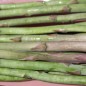Preview: Wildspargel (Samen)