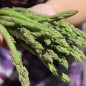 Preview: Wildspargel (Samen)