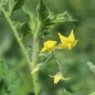 Preview: Wildtomate Annettes Wilde rosa (Freilandsorte) (Samen)