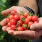 Preview: Wildtomate Annettes Wilde rosa (Freilandsorte) (Samen)