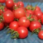 Preview: Wildtomate Annettes Wilde rosa (Freilandsorte) (Samen)