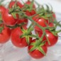Preview: Wildtomate Annettes Wilde rosa (Freilandsorte) (Samen)