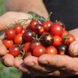 Preview: Wildtomate Bronner Wild (Freilandsorte) (Samen)