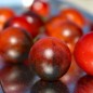 Preview: Wildtomate Bronner Wild (Freilandsorte) (Samen)