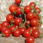 Preview: Wildtomate Hawaiian (Freilandsorte) (Samen)