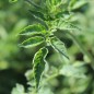 Preview: Wildtomate Hawaiian (Freilandsorte) (Samen)