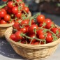 Preview: Wildtomate Hawaiian (Freilandsorte) (Samen)