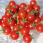 Preview: Wildtomate Hawaiian (Freilandsorte) (Samen)