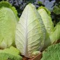 Preview: Wirsing Blumendahls Gelber Butterwirsing (Samen)