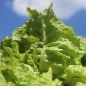 Preview: Salat Wonder of Voorburg (Samen)