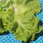 Preview: Salat Wonder of Voorburg (Samen)