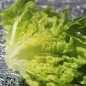 Preview: Salat Wonder of Voorburg (Samen)
