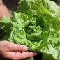Preview: Salat Wonder of Voorburg (Samen)