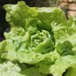 Preview: Salat Wonder of Voorburg (Samen)