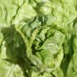 Preview: Salat Wonder of Voorburg (Samen)