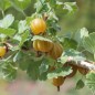 Preview: Worcesterbeere Yellow (Pflanze)