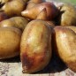 Preview: Neu! Yacon San Pedro de los Incas (Pflanze)