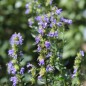 Preview: Ysop blau (Samen)