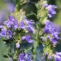Preview: Ysop blau
