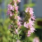 Preview: Ysop rosa (Samen)