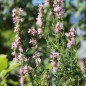 Preview: Ysop rosa (Samen)
