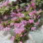 Preview: Ysop rosa (Samen)