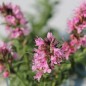 Preview: Ysop rosa (Samen)