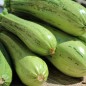 Preview: Zucchini Caserta (Samen)