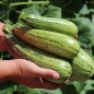Preview: Zucchini Caserta (Samen)