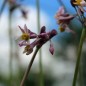 Preview: Zimmerknoblauch Cosmic (Pflanze)
