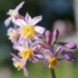 Preview: Zimmerknoblauch Cosmic (Pflanze)