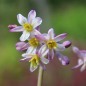 Preview: Zimmerknoblauch Cosmic (Pflanze)