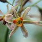 Preview: Zimmerknoblauch Hazel (Pflanze)