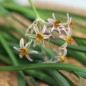 Preview: Zimmerknoblauch Hazel (Pflanze)